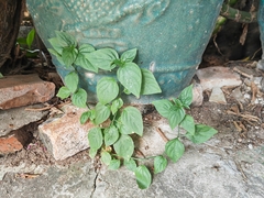 Dicliptera chinensis