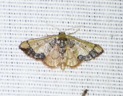 Idaea kendallaria