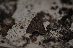 Protorthodes alfkenii