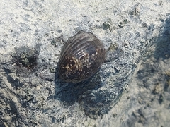 Nerita albicilla