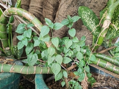 Dicliptera chinensis