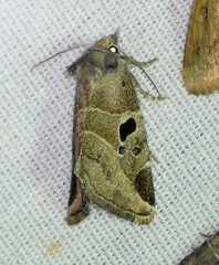 Plagiomimicus pityochromus