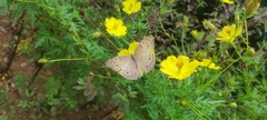 Junonia atlites