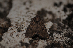 Protorthodes alfkenii