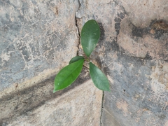 Ficus microcarpa