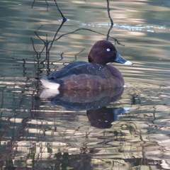 Aythya australis