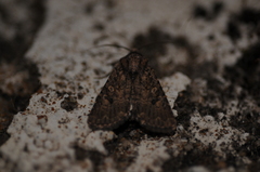 Protorthodes alfkenii