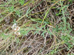 Achillea ptarmica