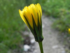 Tragopogon pratensis