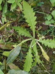 Carduus crispus