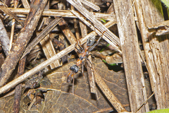 Myrmecia nigrocincta
