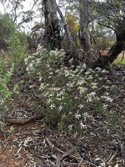 Olearia magniflora