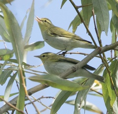 Phylloscopus sibilatrix