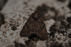 Protorthodes alfkenii