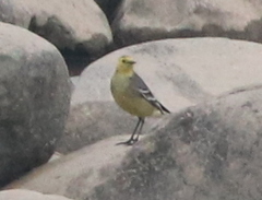 Motacilla citreola