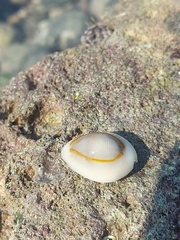 Monetaria annulus