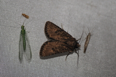 Protorthodes alfkenii