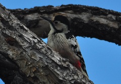 Dendrocopos leucotos