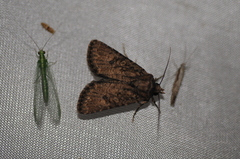 Protorthodes alfkenii