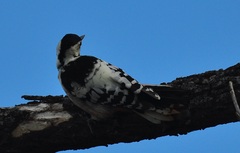 Dendrocopos leucotos