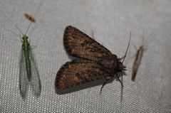 Protorthodes alfkenii