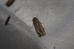 Spodoptera exigua