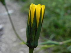 Tragopogon pratensis