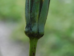 Tragopogon pratensis