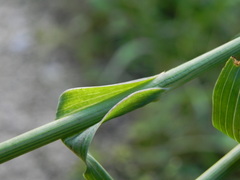 Tragopogon pratensis