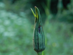 Tragopogon pratensis