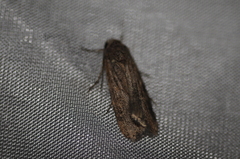 Spodoptera exigua