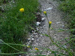Tragopogon pratensis