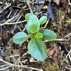 Griselinia littoralis