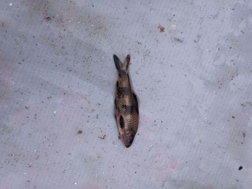 Sarcocheilichthys lacustris