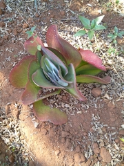 Kalanchoe luciae