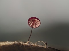 Marasmius haematocephalus