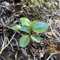 Griselinia littoralis