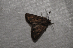 Protorthodes alfkenii