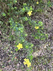 Hibbertia sericea