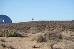 Atriplex lindleyi inflata