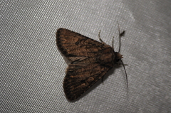 Protorthodes alfkenii