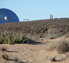 Atriplex lindleyi inflata