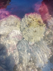 Dolabella auricularia