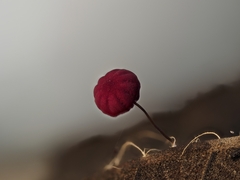 Marasmius haematocephalus