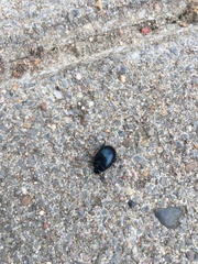 Chrysolina haemoptera