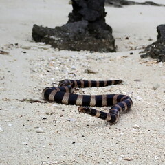 Laticauda saintgironsi