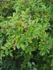 Zanthoxylum