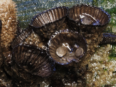 Cyathus striatus
