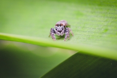 Opisthoncus polyphemus