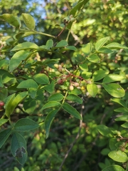 Zanthoxylum